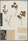 Foto von Salix aurita L.